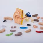 Collection of hearing aids with a model of the ear